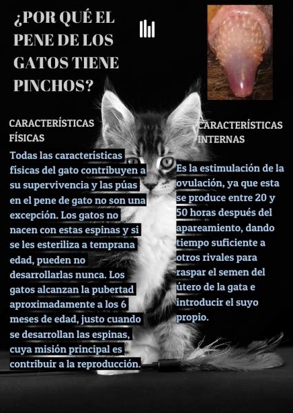 penes de gato|Pene de gato: todas sus curiosidades